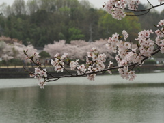 亀鶴公園のさくら