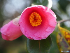 椿