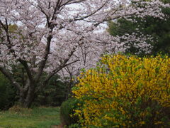 公渕森林公園のさくら