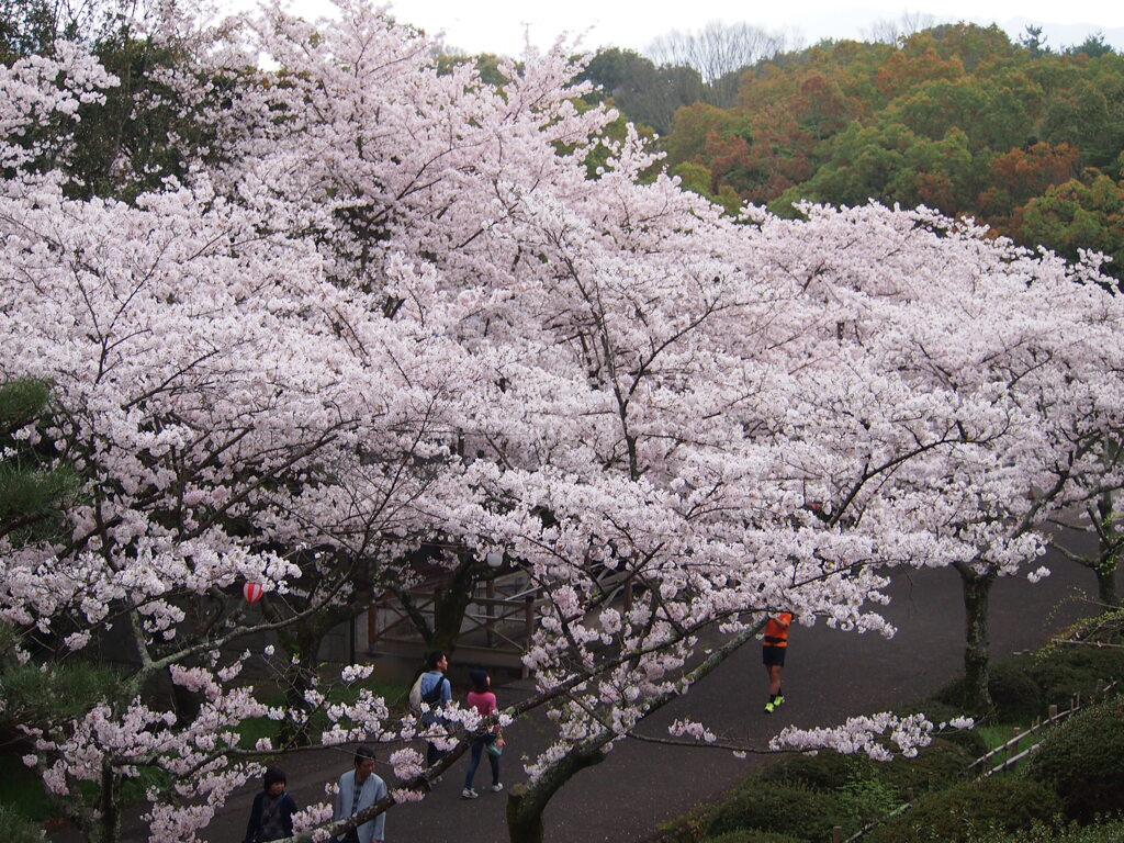 公渕森林公園のさくら