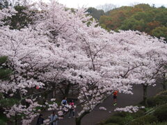 公渕森林公園のさくら