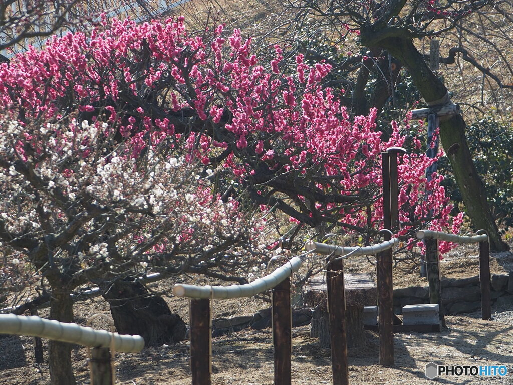 梅園