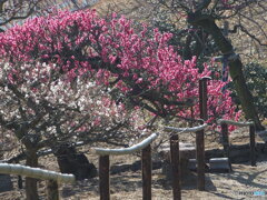 梅園