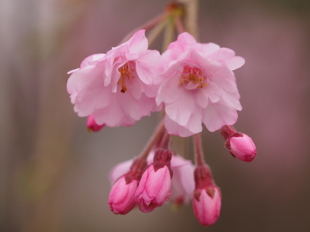 亀鶴公園のさくら