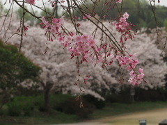 亀鶴公園のさくら