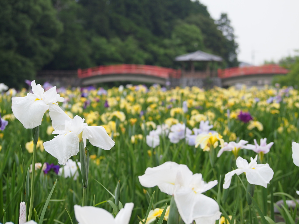 亀鶴公園のハナショウブ