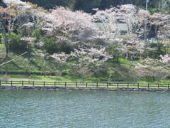 前山ダム湖畔のさくら