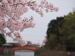 亀鶴公園のさくら