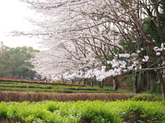 公渕森林公園のさくら