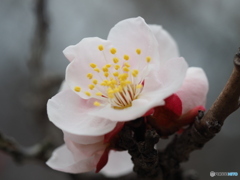 ウメ
