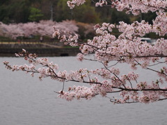 亀鶴公園のさくら