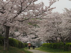 亀鶴公園のさくら