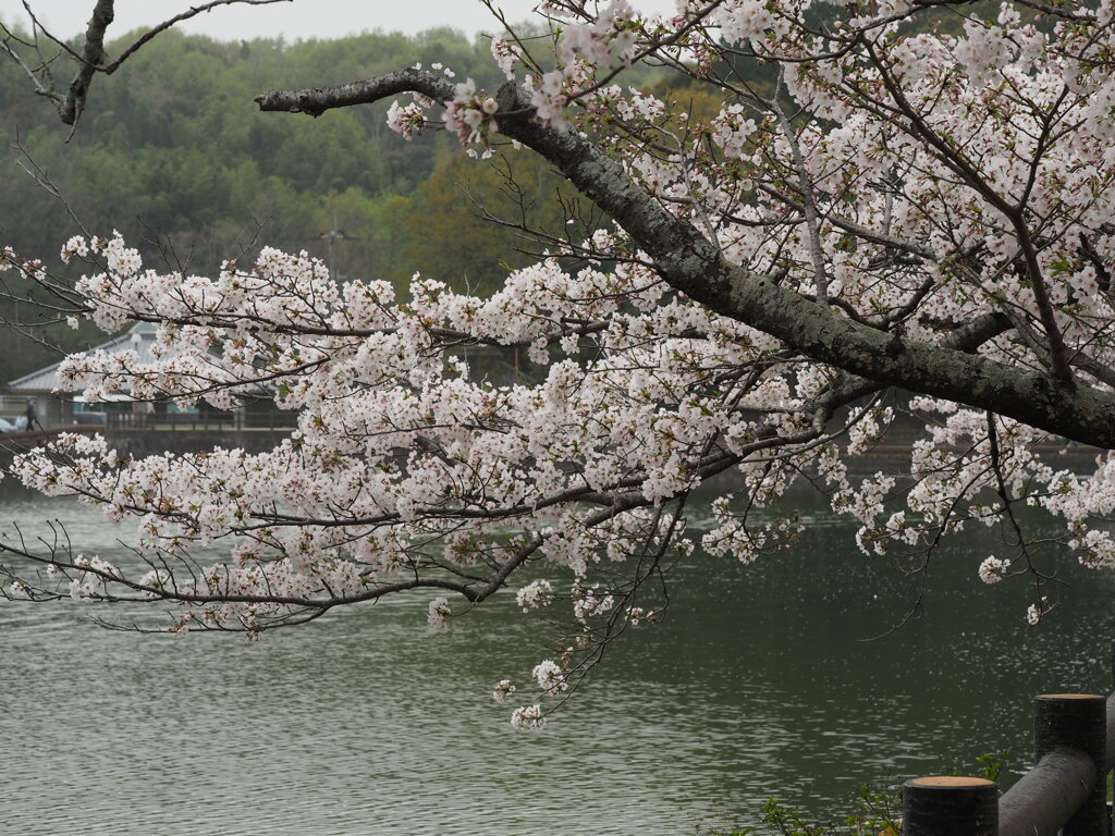 亀鶴公園のさくら