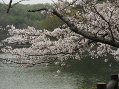 亀鶴公園のさくら