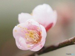 ウメ