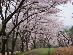 公渕森林公園のさくら