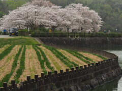 亀鶴公園のさくら