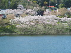 前山ダム湖畔のさくら