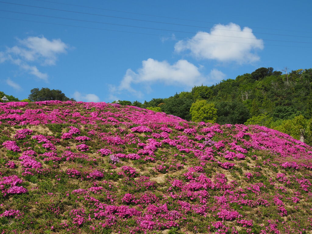 芝桜