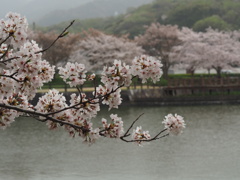 亀鶴公園のさくら