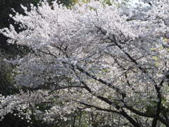 前山ダム湖畔のさくら