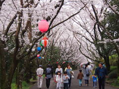 公渕森林公園のさくら