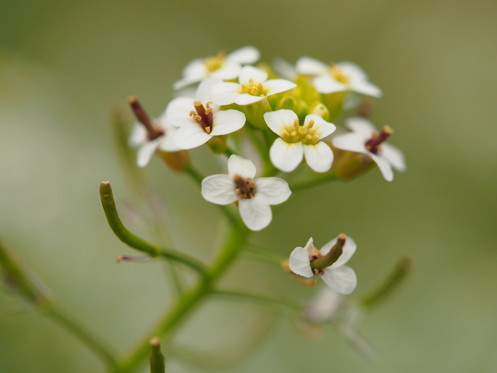 セリの花