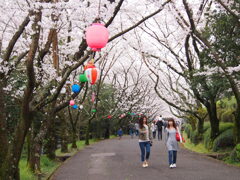 公渕森林公園のさくら