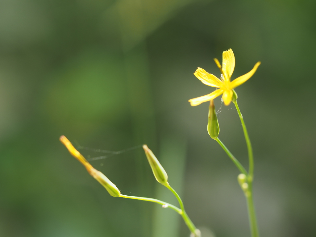 野草
