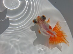 2021_01オ－クションには使えない写真 (4)