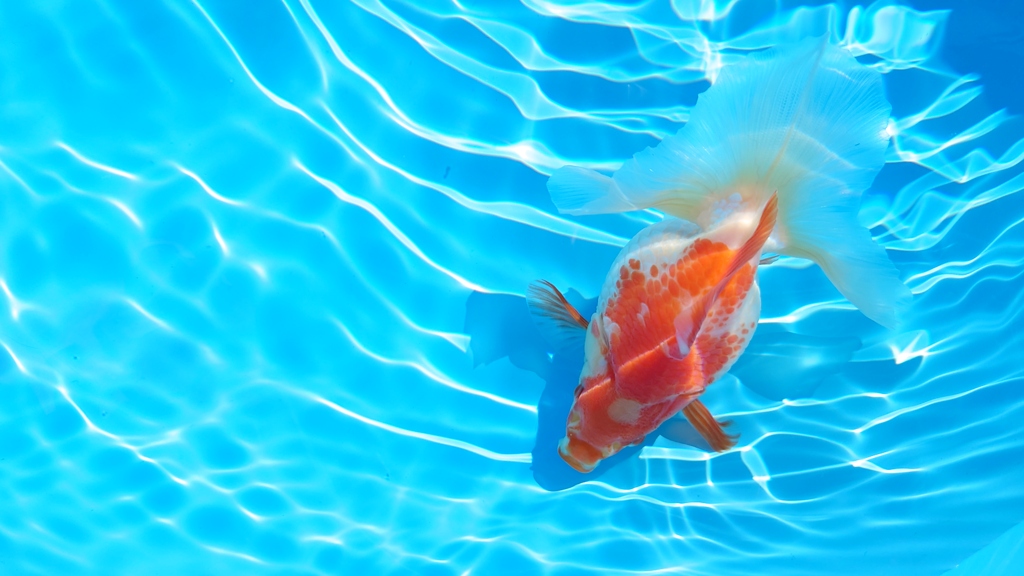 2022.01親魚 (9)