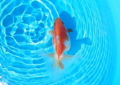 2022.01親魚 (18)