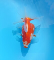 2023_08メス (6)