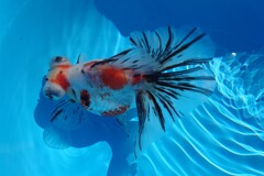 2022.01親魚 (5)