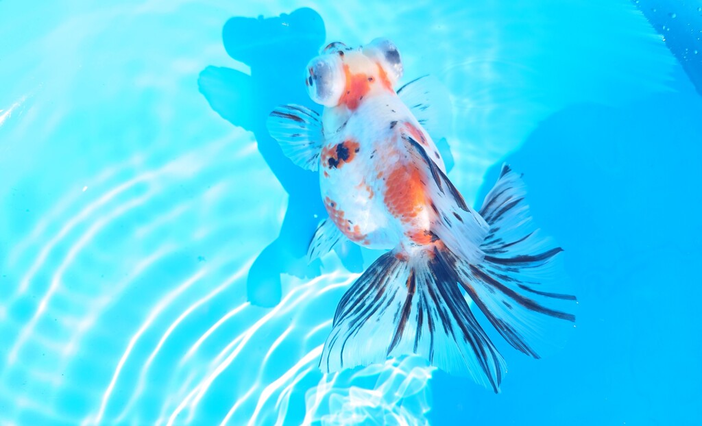 2022.01親魚 (4)