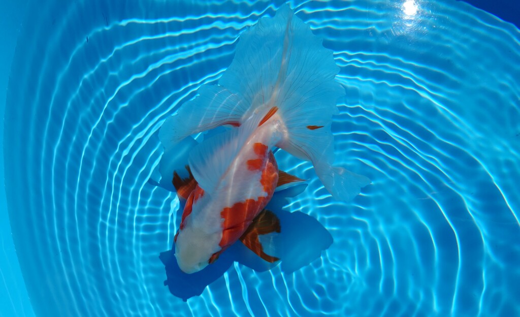 2022.01親魚 (25)