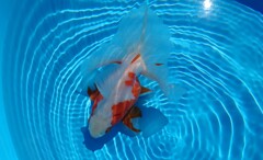 2022.01親魚 (25)