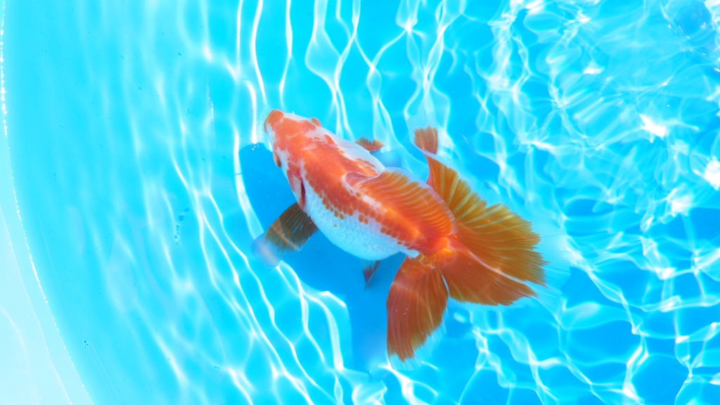 2022.02親魚 (00)