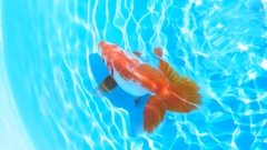 2022.02親魚 (00)