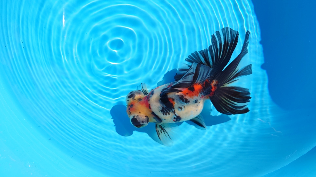 2022.02親魚 (6)