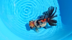 2022.02親魚 (6)