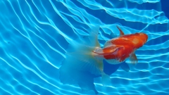 2022.01親魚 (15)