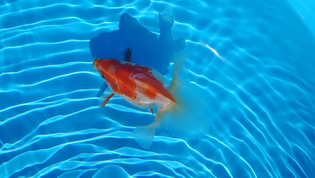 2022.01親魚 (14)