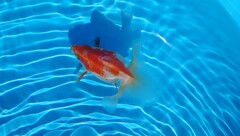 2022.01親魚 (14)