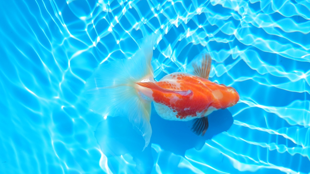 2022.01親魚 (8)