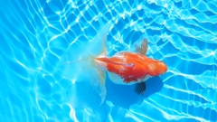 2022.01親魚 (8)