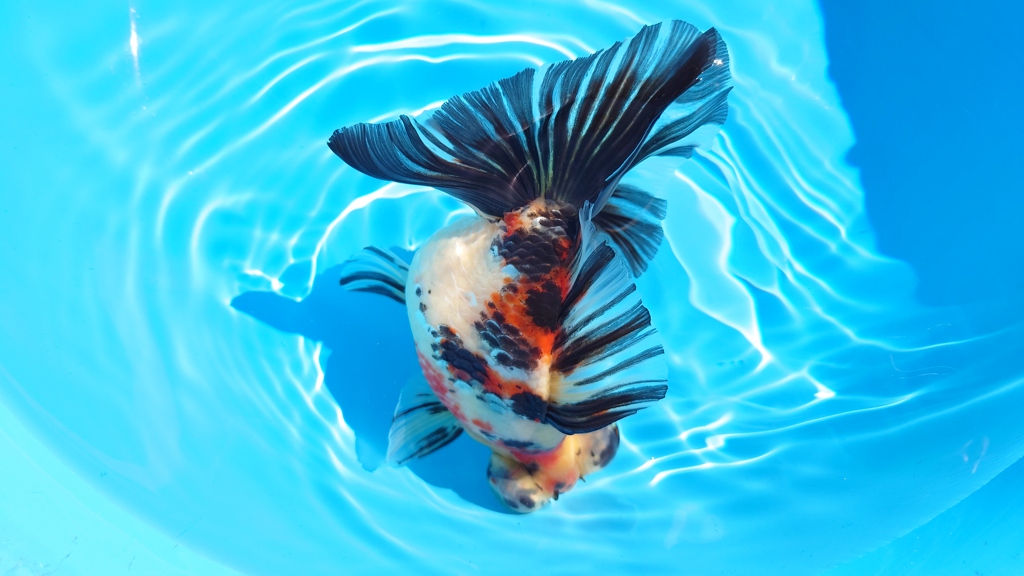 2022.02親魚 (8)