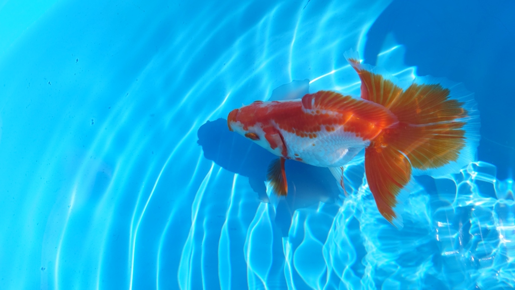 2022.02親魚  (5)
