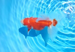 2023_03オス (15)