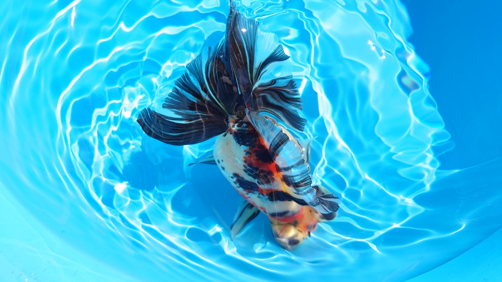 2022.02親魚 (10)